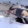 散歩に出かけると『必ず服を汚して帰って来る犬』→まさかの原因が判明する光景に15万再生の反響「デザインかとｗ」「ウリ坊柄ｗ」と爆笑