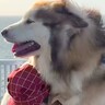 体重60キロの超大型犬が『歩くことを拒否した』結果→自分の大きさを全く理解していない光景に1万いいね「幸せな筋トレ」「疾走感好きｗ」