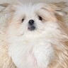 毛がモコモコの犬が『トリミングから帰ってきた』結果…もはや別犬な『ビフォーアフター』に2万いいね集まる「笑ったｗ」「どっちもかわいい」