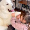 小さな男の子が超大型犬と『手と手を合わせた結果』…驚きの『大きさの違い』が96万再生「余計に大きく見えるｗ」「素敵な光景」と絶賛の声