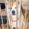 飼い主が亡くなり放浪していた『ガリガリに痩せ細った犬』を保護…心を許していく軌跡と『現在の姿』に涙「胸が痛みます」「お幸せに」と8万再生