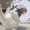 猫たちと『中庭』でのんびりと過ごした結果…幸せいっぱいな光景に癒されると5万再生「本当に幸せそうで素敵」「1日の疲れが吹っ飛んだ」の声