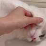 困ったにゃ～　やる気なしネコチャンにやれやれ……