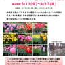 入場無料　県立相模原公園でチューリップの品種紹介パネル展示　3月11日から4月13日、約100種が見ごろに