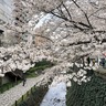 乞田川沿いの桜開花　提灯輝き、花見会も