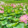 【十日町市】2,000年前の地層から種を発掘し開花させた奇跡的の蓮を見に行こう