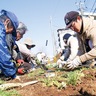 ネモフィラ200株植える　花博の協賛事業
