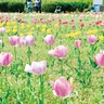 イシックス馬入のお花畑　４色のチューリップ開花　見ごろ迎える