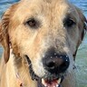 『海で泳ぐ犬』と『お風呂に入る犬』を比較→同じ水なのに…まさかの『別犬のようになる光景』に6万いいね「これじゃない感がｗ」「違すぎて草」