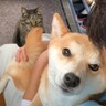 猫は大好きなママが『柴犬を抱っこ』していたら…面白すぎる『視線』に爆笑「殺気がｗ」「睨んでで草」と4万7000再生突破