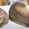 遠慮しがちなやさしい柴犬→猫たちを気遣って部屋を離れるも猫が寄り添ってくれることに！