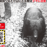 【バス停付近に出没】新潟県長岡市でクマの目撃情報