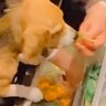 『犬を飼うことを大反対していた母』が、1年後…予想できなかった『衝撃的な光景』が3万再生「沼にどっぷりｗ」「胸が熱くなった」