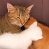 ミルクを欲しがりすぎて人の手を吸う子猫…母猫がとった『まさかの行動』に労いの声「子育て大変なんですね」「偉い偉い」と6万再生