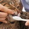 猫の『歯みがきをしない』3つのリスク　お口のケアは全身の健康につながる！