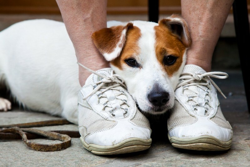 犬の『不安度を測る』チェック項目４つ 安心させるためにすべき配慮 