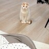 初めて赤ちゃんを見た猫→遠くから観察していると思ったら…思いもよらない『まさかの光景』が395万表示「絶妙な距離」「全部かわいい」