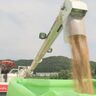 柿崎区で小麦収穫