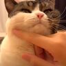 パパに「おなかにのって」と催促された猫