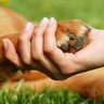 犬が『足を引きずっている』ときの理由5つ　怪我や病気のリスクから対処法まで