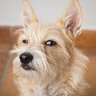 犬が急に言うことを聞かなくなる原因５つ　どんな理由が隠されているの？ケース別の対処法をご紹介