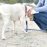 犬が人に『頭突き』をしてくるときの心理5つ　何を伝えているの？愛犬からのメッセージとは