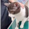 獣医が『爪切っていい？』と聞いた瞬間、猫が…完璧に言葉を理解している様子に"大爆笑"37万再生「ウケたｗｗ」「天才すぎる」