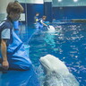 水族館の飼育員さんお仕事に密着！シロイルカの出産に初立ち合い…！｜島根県・アクアス