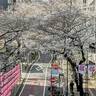 東京、桜の名所の開花状況2024