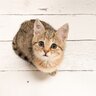 愛猫があなたに『叶えてほしい』と思っている5つのこと　猫たちのささやかな願いとは？