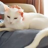 父と息子で『どちらが猫からの好感度が高いか？』を検証→父の評価が…爆笑の結末が12万再生「ガチで悔しがってるｗ」「不毛な最下位争いｗ」