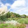 世羅町にある観光農園でイングリッシュローズなど秋の花が見頃を迎えています