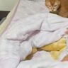 「ネコホイホイｗｗ」飼い主さんがベッドを整えると…まさかの光景が可愛すぎると347万表示「ご苦労って感じにｗ」「幸せな時間だね」