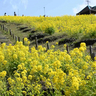 約5万本の黄色の絨毯♡神戸総合運動公園でひと足早い春を「菜の花マルシェ」