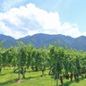 マリオット･インターナショナルが山梨県甲州市に進出！