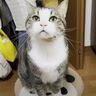 名前を呼ぶと「ニャン！」とお返事する猫　飼い主さんにたっぷり褒められまんざらでもなさそう