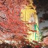 3月下旬～4月上旬に桜が見頃を迎える群馬県伊勢崎市の「華蔵寺公園」で、夜間は桜と遊園地の共演を実施