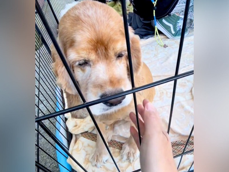 ジェネ犬　まとめ売り　その前 セール価格]MADE IN JAPAN(メイドインジャパン)(WEB限定商品