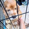 たまたま行った譲渡会で『何歳かわからない犬』と出会った結果…愛しくてたまらない『現在の様子』が139万再生「初めての笑顔で泣いた」