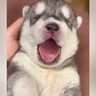 『ヒザの上におさまっていた赤ちゃん犬が…』１年後→想像以上にかっこいい『ビフォーアフター』が話題「成長早すぎる」「愛があふれてる」の声