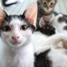 『売れ残ってしまった猫』はその後どうなるの？彼らのために私たちができる3つのこと