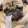 芯をカジカジしている犬→ふとした瞬間に止まって…あまりにも愛おしい『120点の笑顔』が256万再生「一緒に笑っちゃった」と大絶賛の声