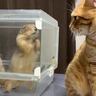 プレーリードッグ2匹が大暴れ→激しい動きに、猫が…思わず笑ってしまう『反応』が56万表示「なんかおもしろいｗ」「リアクションが好き」