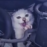 足をケガした子猫が『エンジンルームの中』に……『救出の様子』に涙が止まらないと11万再生「涙があふれた」「本当に感動した」の声
