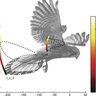ブリストル大学ら、鳥の安定した飛行を解明。ドローンの性能が飛躍的に向上する可能性