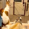 溺愛する小型犬の帰りを待つ大型犬→一本の連絡があり…絶対に言えない『帰ってこない理由』が80万再生「後ろ姿から心配が伝わるｗ」と爆笑