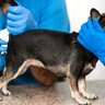 犬の『肛門腺絞り』放置すると起こる危険なこと4選　今すぐ病院に行くべき症状とは？