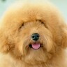 毛がもさもさになってしまった犬を『初トリミング』した結果…大変身を遂げた『ビフォーアフター』が3万再生「可愛すぎる」「癒された」の声