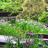 【2024京都初夏の花】南禅寺別荘エリアの花菖蒲が密かに満開☆穴場庭園「野村碧雲荘」