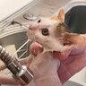 保護された赤ちゃん猫が『初めてのシャンプー』に挑戦した結果…悶絶必至の『可愛すぎる姿』が20万再生「参りましたｗ」「たまらない」